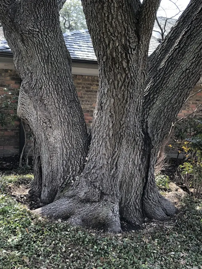 Mature heritage tree close to a Springboro property cared for by certified arborists