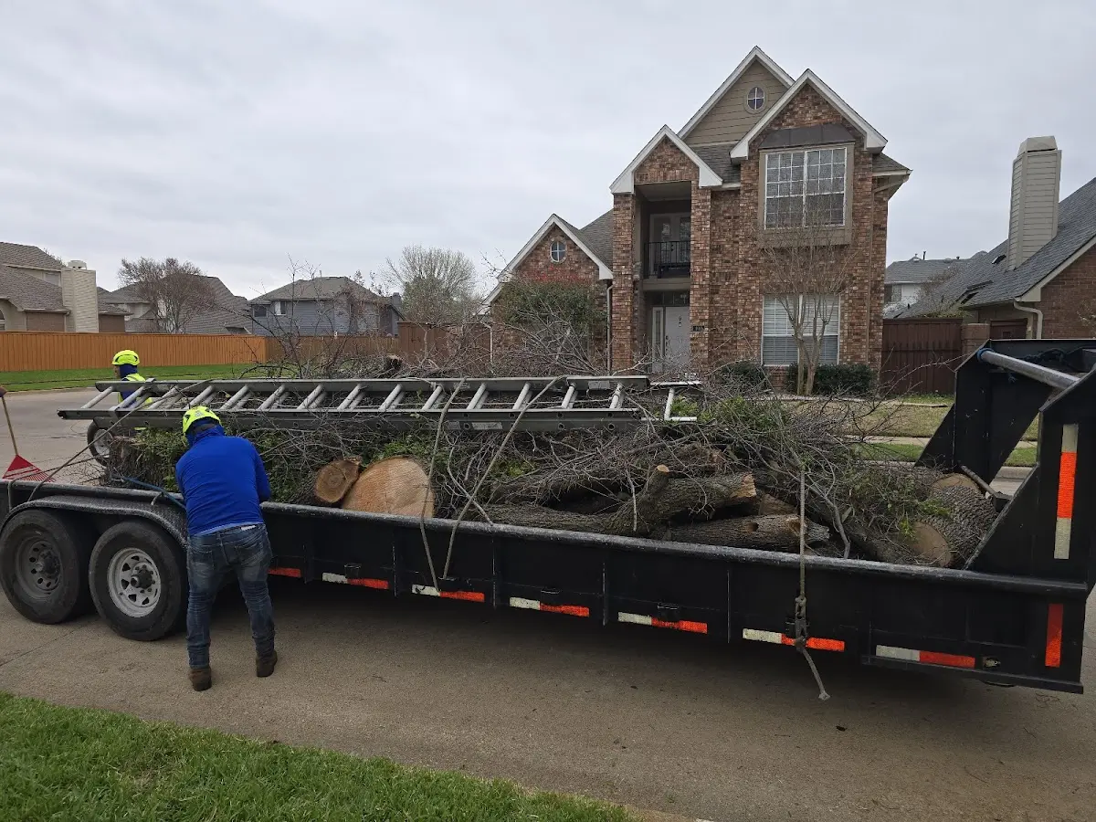 Expert Tree Removal with proper safety equipment in Springboro